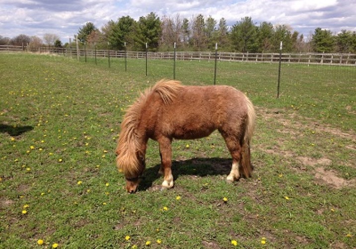 2 year old Sorrel tobiano mare