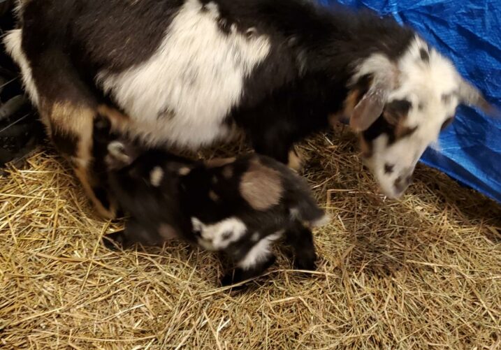 Nigerian Dwarf and Nubian Goats for Sale 2020